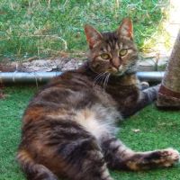 Tequila superbe tigree #0