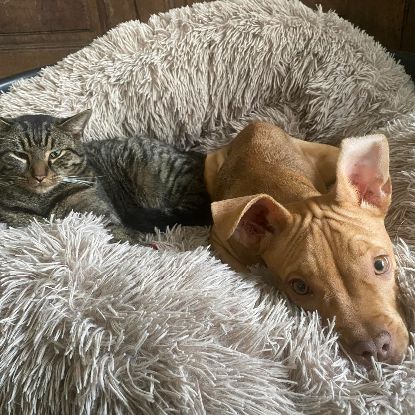 Martin un tigré ultra gentil #1