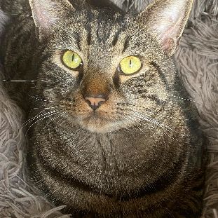 Martin un tigré ultra gentil #2