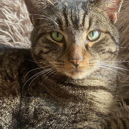 Martin un tigré ultra gentil #3