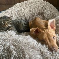 Martin un tigré ultra gentil #1