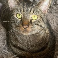 Martin un tigré ultra gentil #2