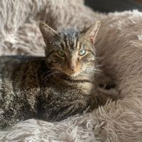 Martin un tigré ultra gentil #0