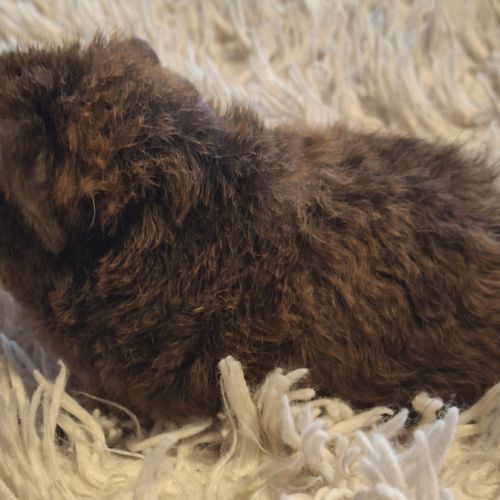 Donne bébés cochon d'inde #1