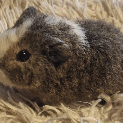 Donne bébés cochon d'inde #2