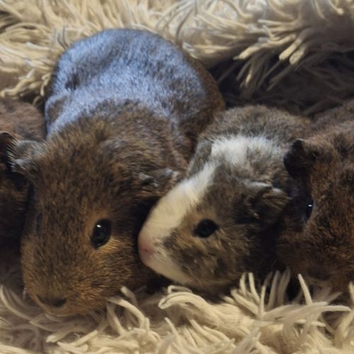 Donne bébés cochon d'inde #5