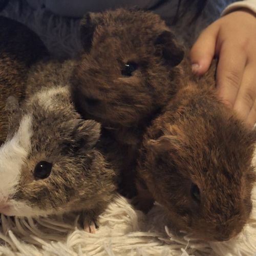 Donne bébés cochon d'inde #10