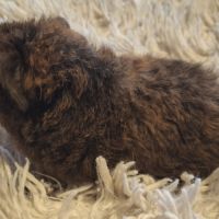 Donne bébés cochon d'inde #1