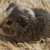 Donne bébés cochon d'inde #2