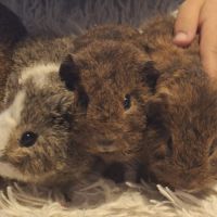 Donne bébés cochon d'inde #4