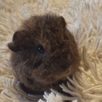 Donne bébés cochon d'inde