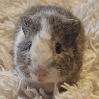 Donne bébés cochon d'inde #7