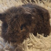 Donne bébés cochon d'inde #8