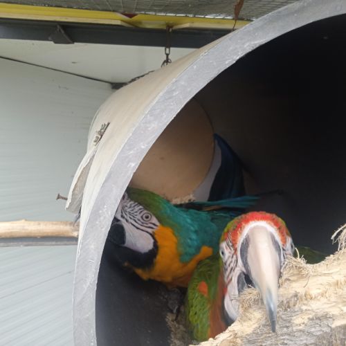 Couple ara arlequin x ararauna repro #1