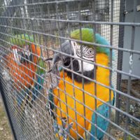 Couple ara arlequin x ararauna repro