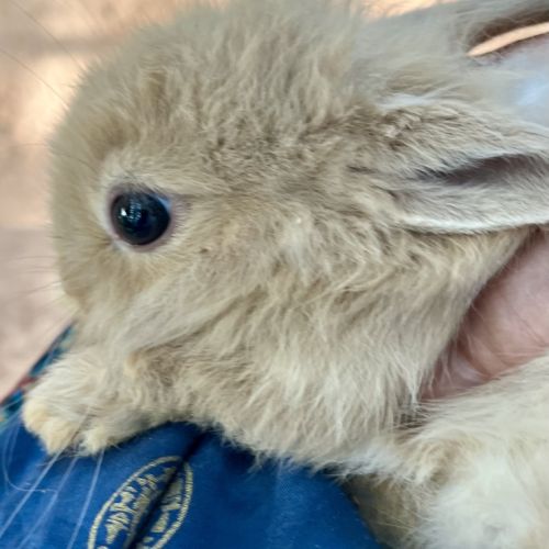 Magnifiques bébés lapins nains #2