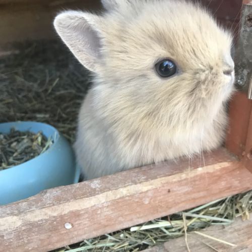 Magnifiques bébés lapins nains #3