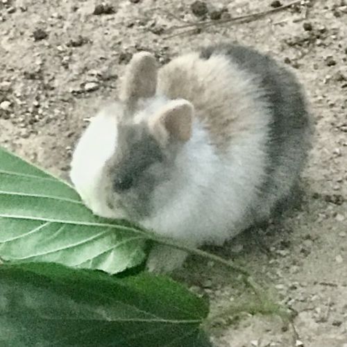 Magnifiques bébés lapins nains #0