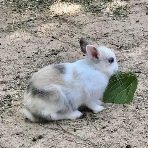 Magnifiques bébés lapins nains #5