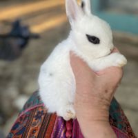 Magnifiques bébés lapins nains #1