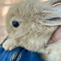 Magnifiques bébés lapins nains #2