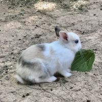 Magnifiques bébés lapins nains #5