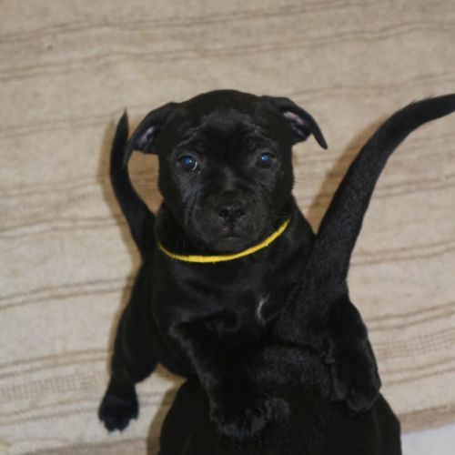 Chiot staffie #2