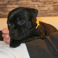 Chiot staffie
