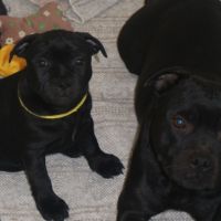 Chiot staffie #3