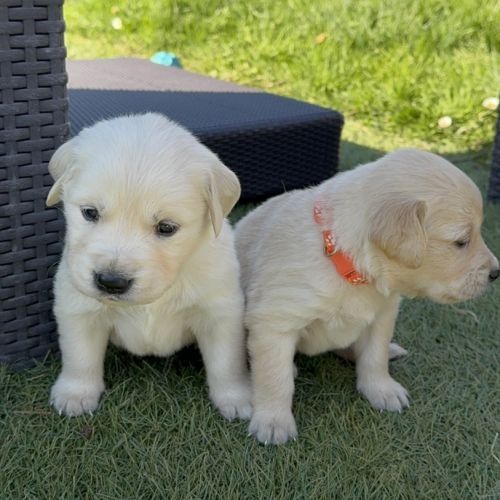 Chiots golden lof8 #2