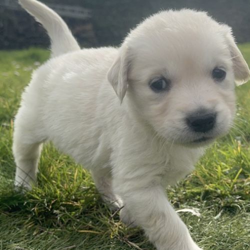 Chiots golden lof8 #4