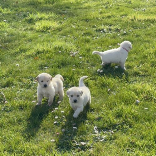 Chiots golden lof8 #5