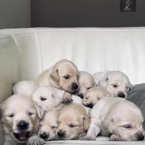 Chiots golden lof8 #9