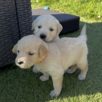 Chiots golden lof8 #1