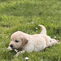 Chiots golden lof8 #3