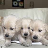 Chiots golden lof8 #6