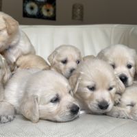 Chiots golden lof8