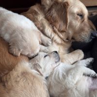 Chiots golden lof8 #8