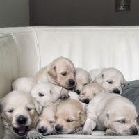 Chiots golden lof8 #9