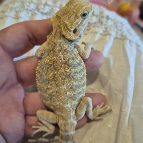 1 mâle pogona 6 mois #1