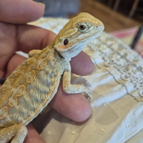1 mâle pogona 6 mois #2