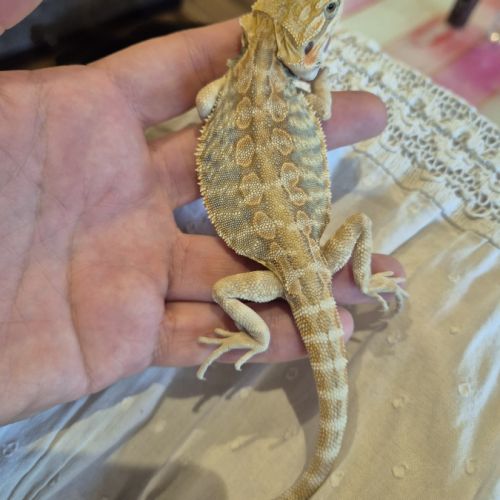 1 mâle pogona 6 mois #3