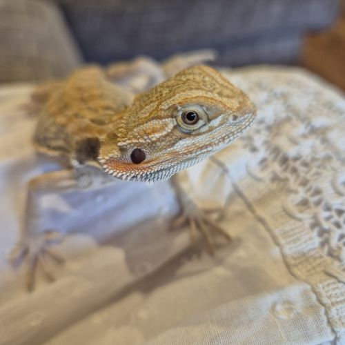 1 mâle pogona 6 mois #4