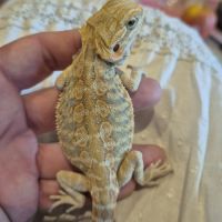 1 mâle pogona 6 mois #1