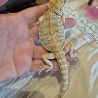 1 mâle pogona 6 mois #3