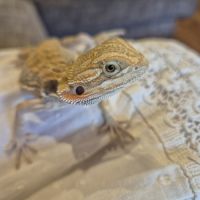 1 mâle pogona 6 mois #4