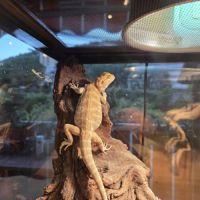 1 mâle pogona 6 mois #0