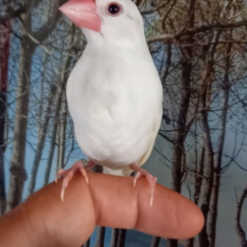 Padda de java eam #3