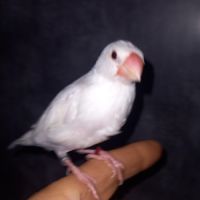 Padda de java eam #2