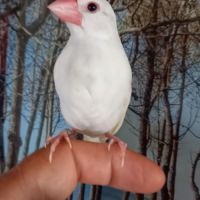 Padda de java eam #3